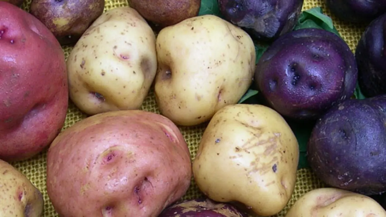 Papas Antiguas de Canarias