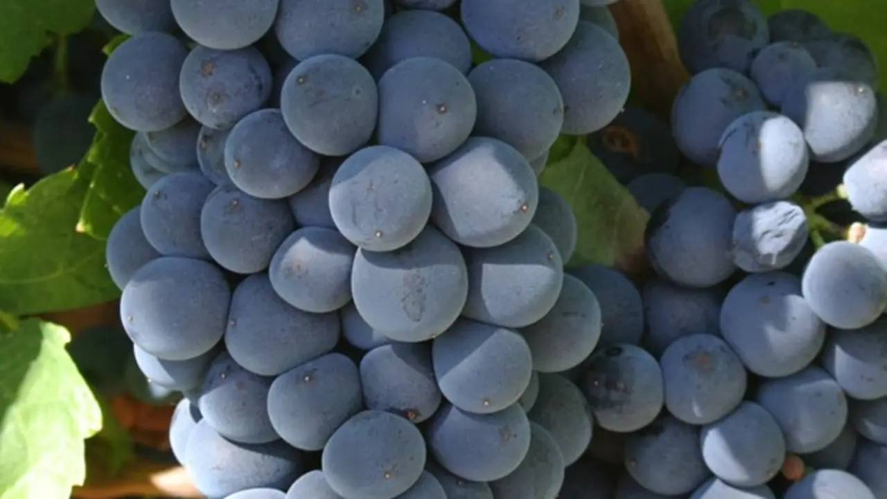 Vinos de M&eacute;ntrida