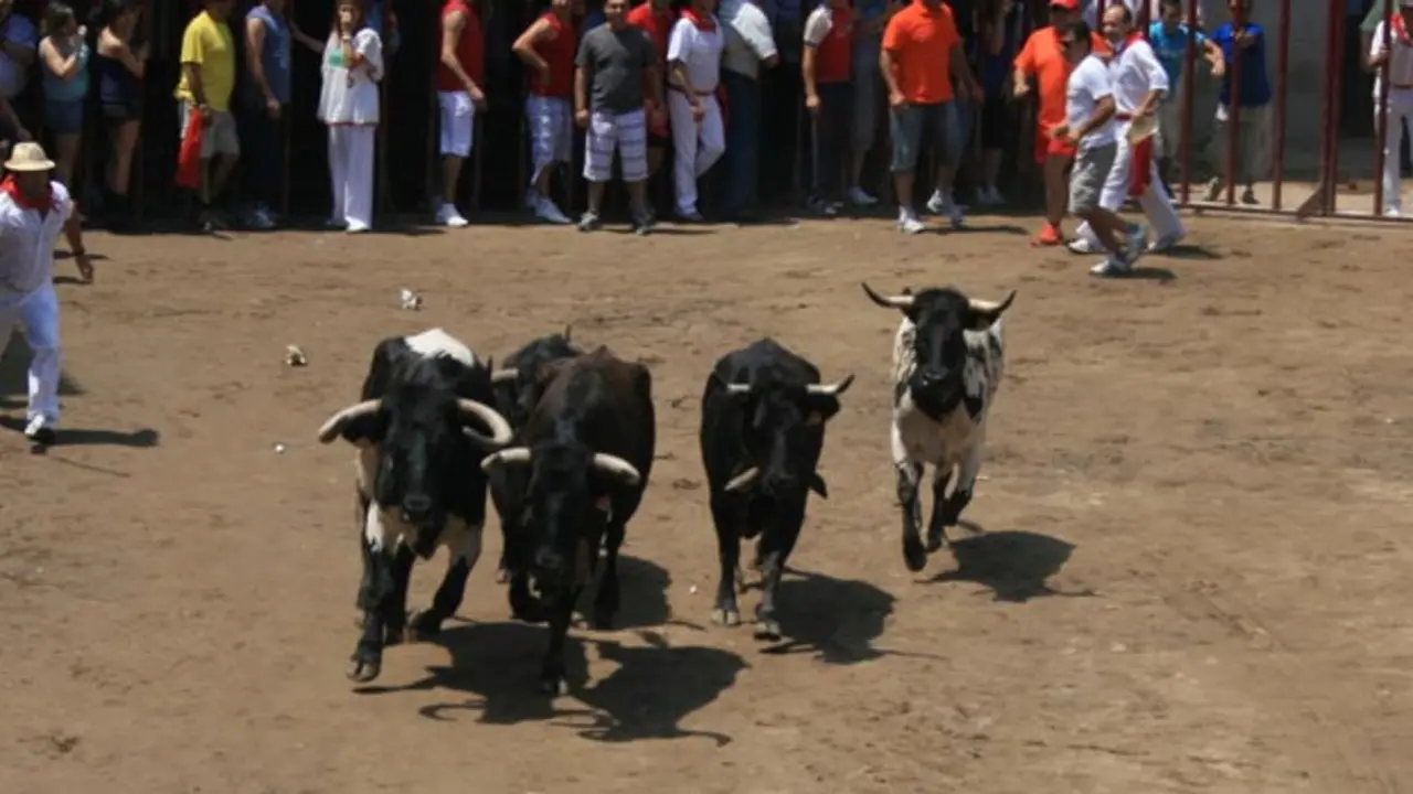 Toro de Coria