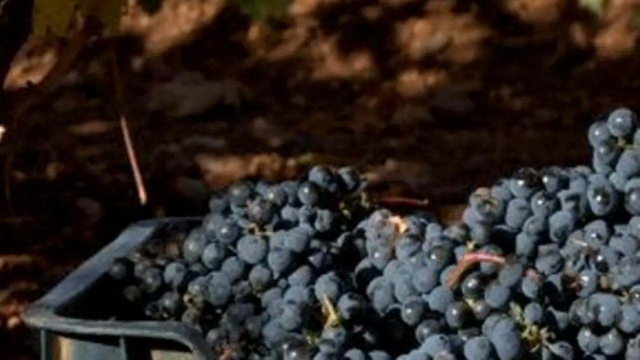 Vino Tierra de Le&oacute;n