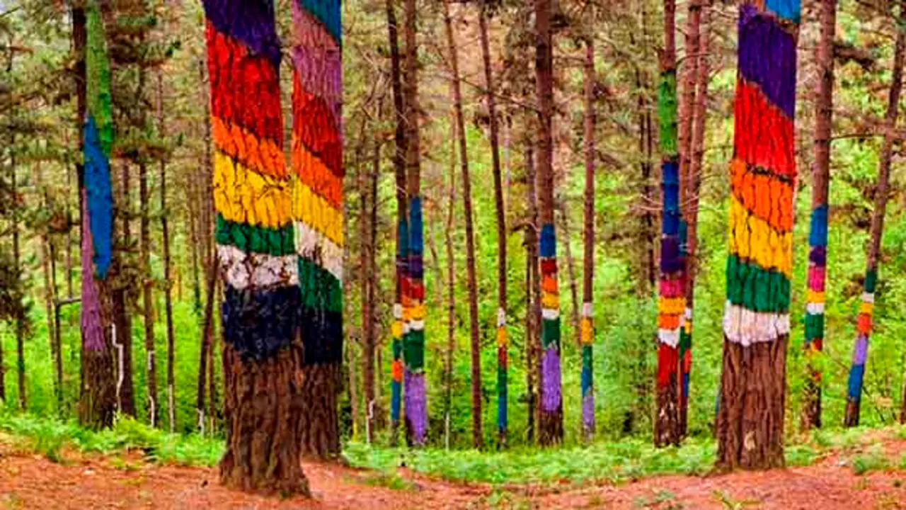 Bosque de Oma