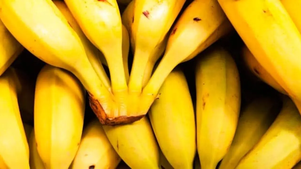 Pl&aacute;tano de Canarias