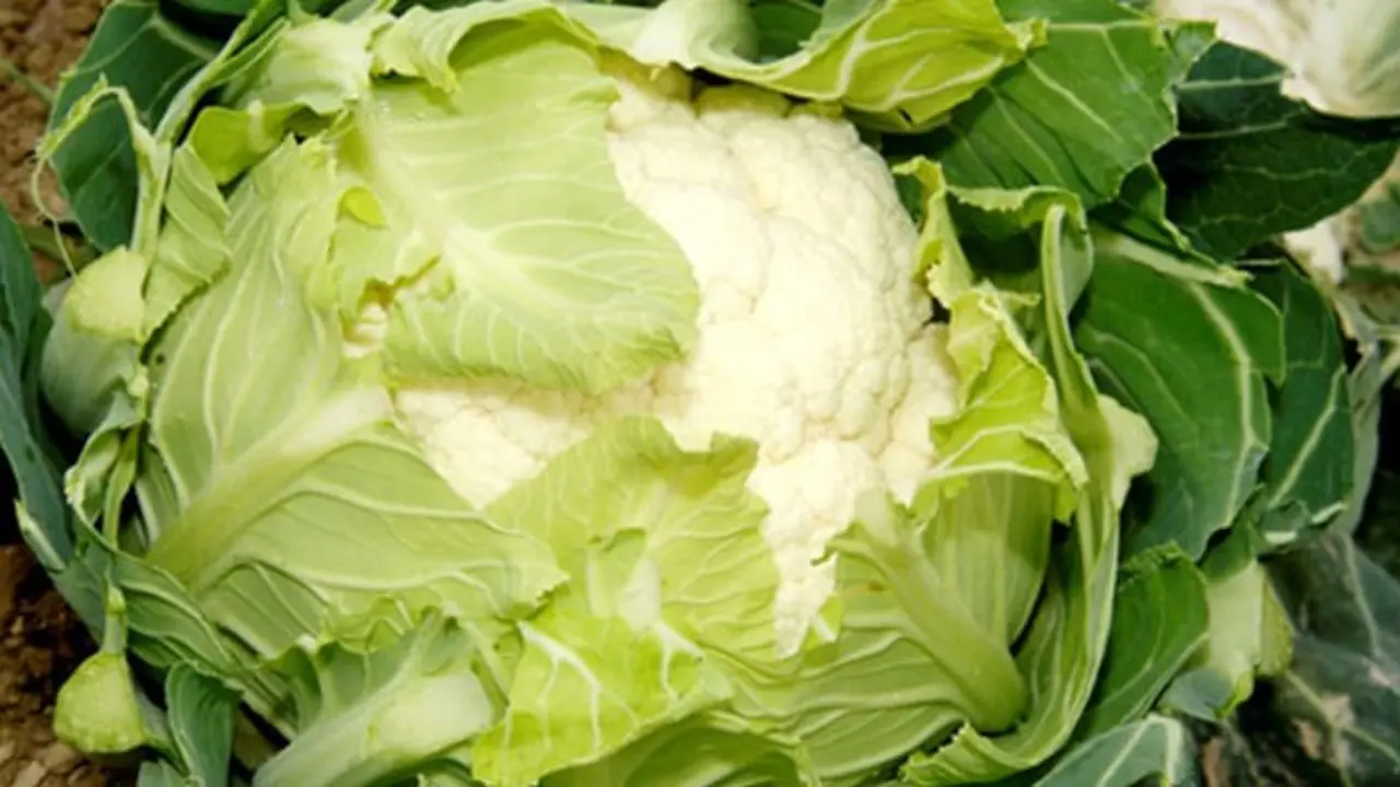 Coliflor de Calahorra