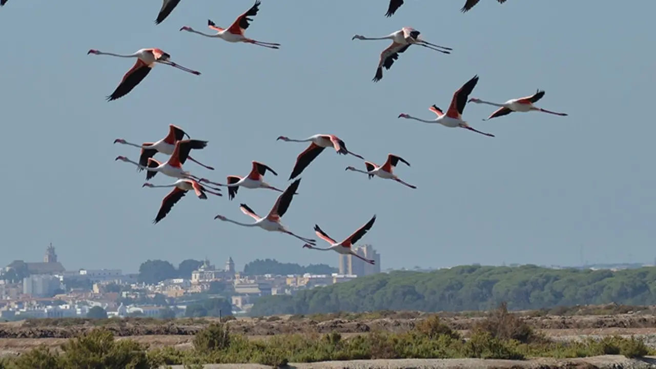 header-marismas-guadalquivir