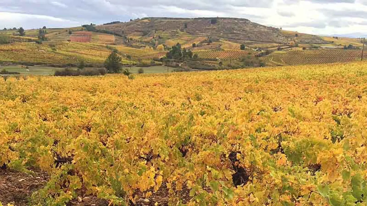 Vinos de Bierzo