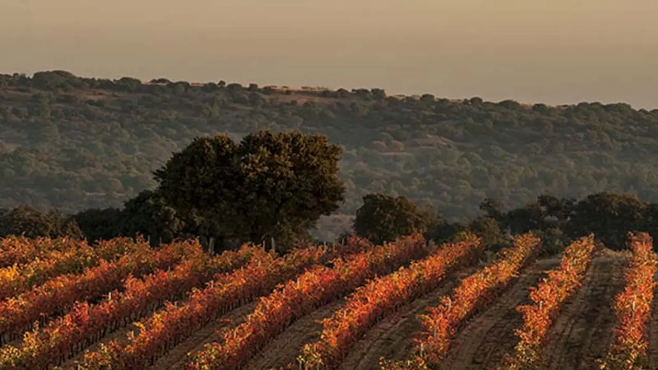 Tierra del Vino
