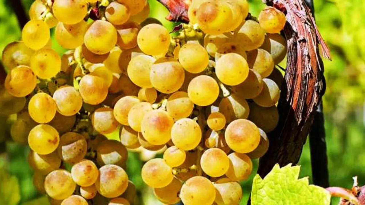 Vinos de Alicante