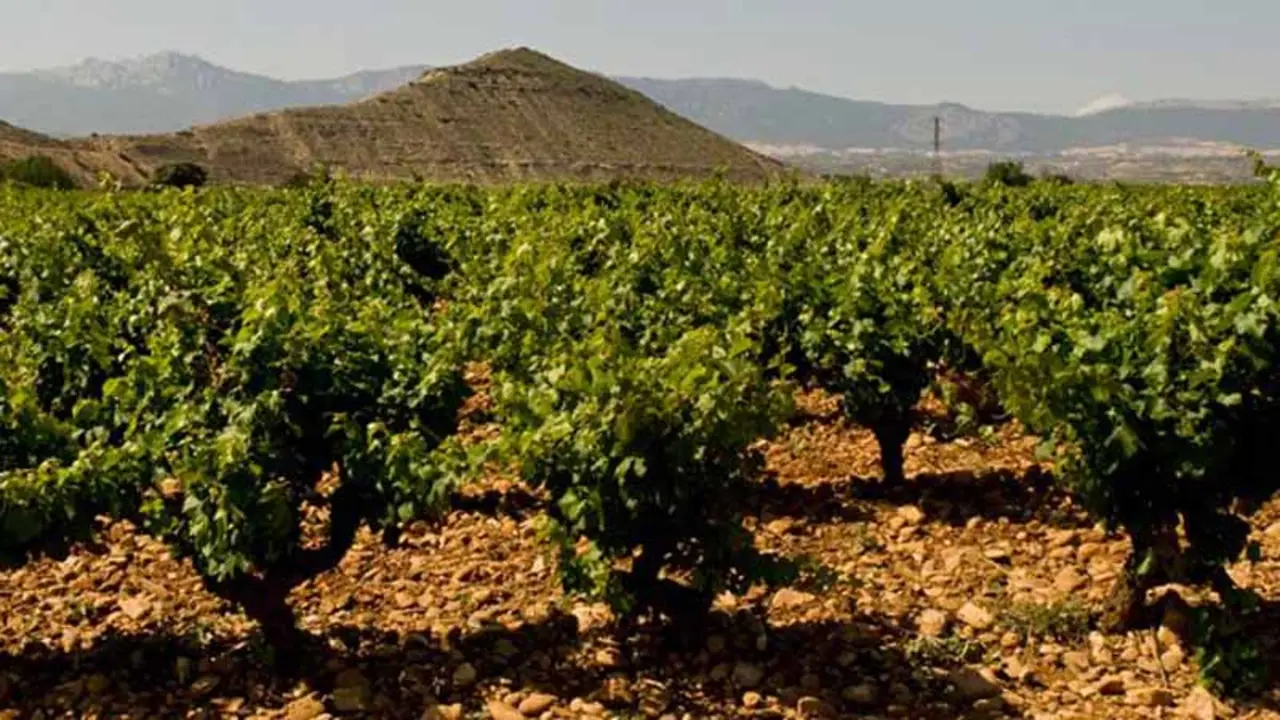 vino Rioja en&nbsp;Pa&iacute;s Vasco