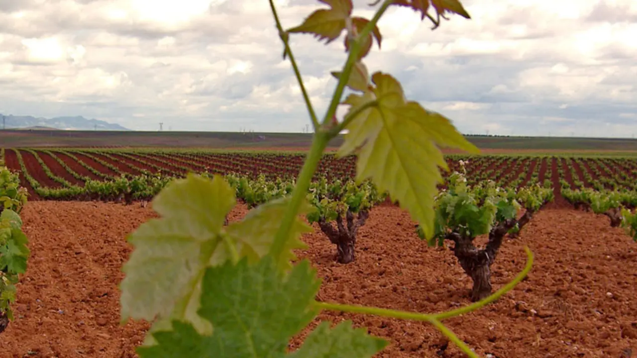 Vinos Ribera del Guadiana