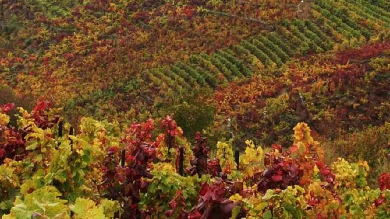 Vinos Ribeira Sacra