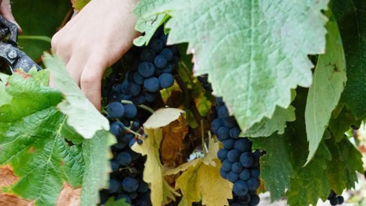 Vino Rioja