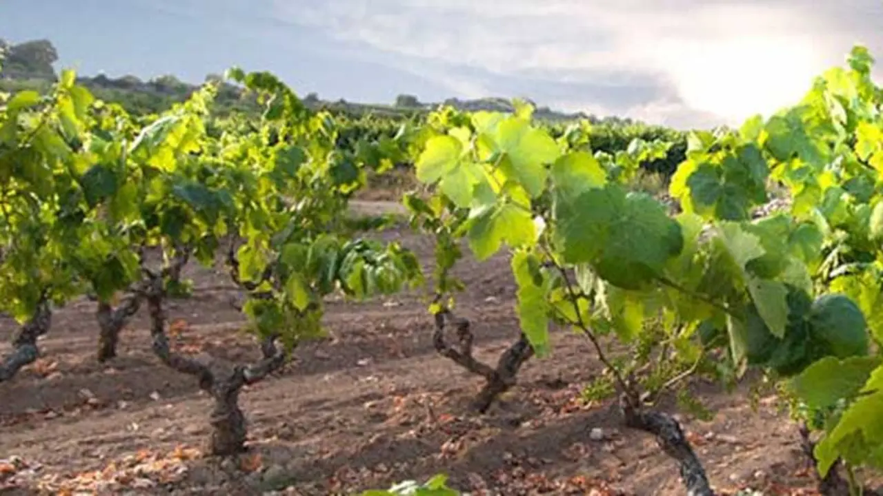 Vinos de Tarragona
