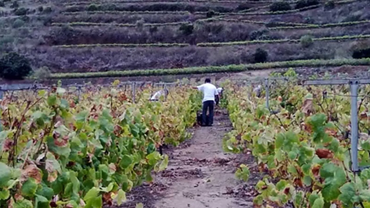 Vino&nbsp;Ycoden-Daute-Isora