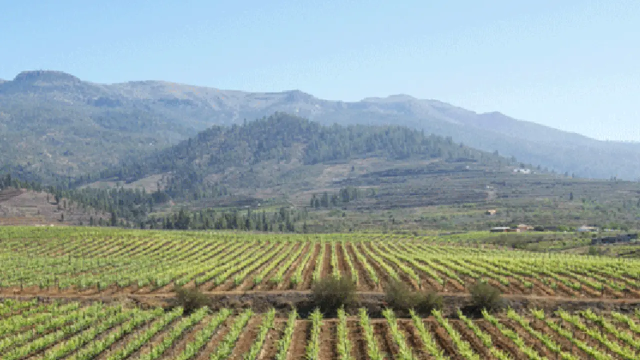 vinos de Abona