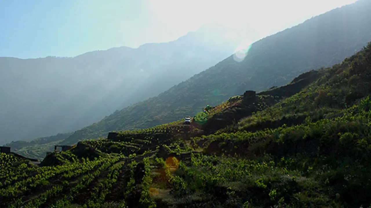 Vino El Hierro
