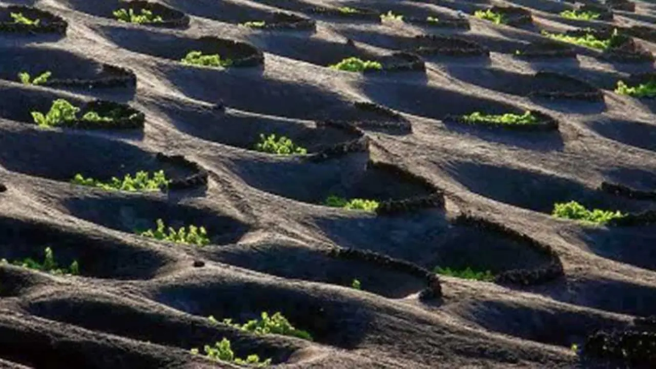 Vinos de Lanzarote