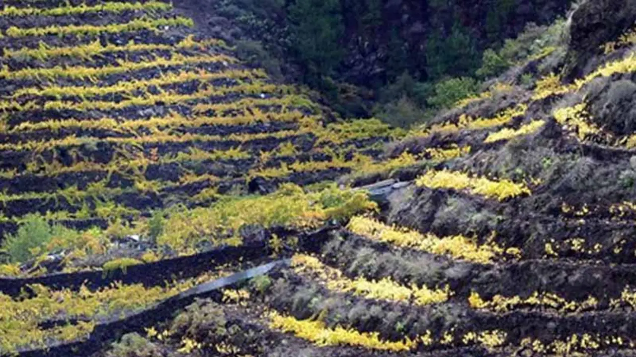 Vinos de La Palma