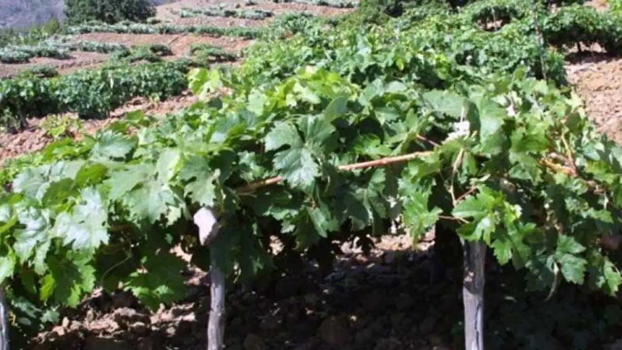 Vino Valle de G&uuml;&iacute;mar
