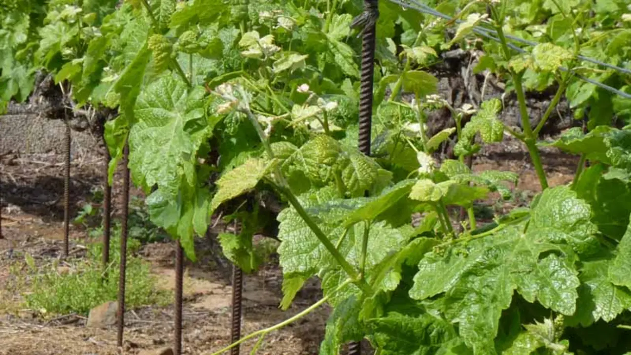 Vino Valle de la Orotava