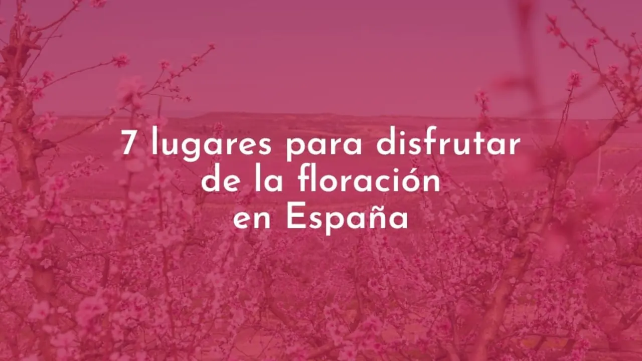 Las flores como disfrute