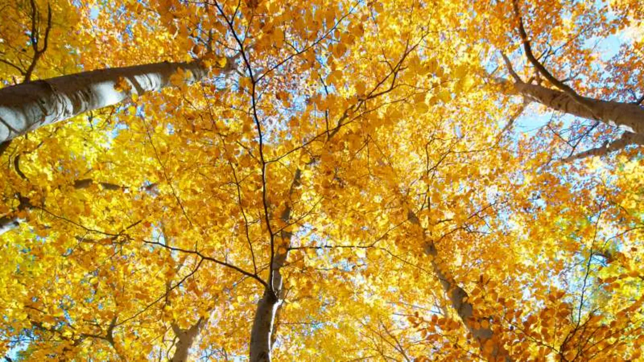 Los bosques de Espa&ntilde;a m&aacute;s bonitos en oto&ntilde;o