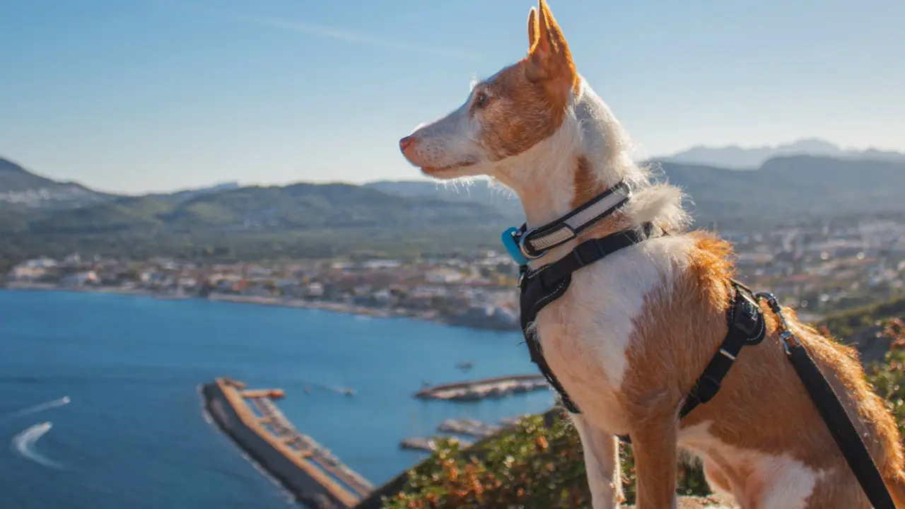 5 trucos para viajar con perro que te cambiar&aacute;n la vida