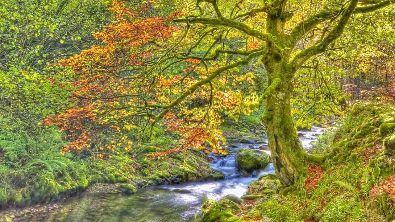 Bosque de Muniellos