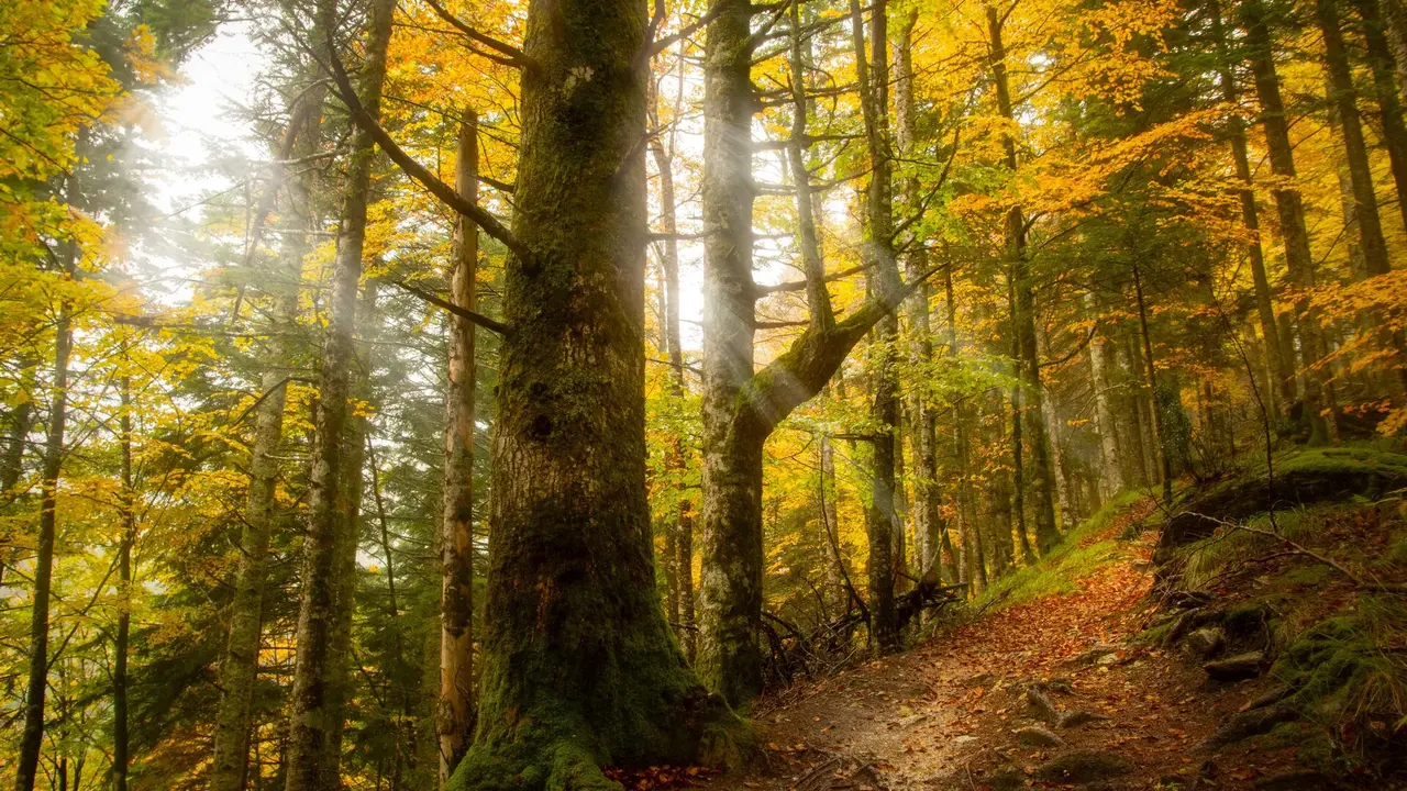 La maravillosa Selva de Irati