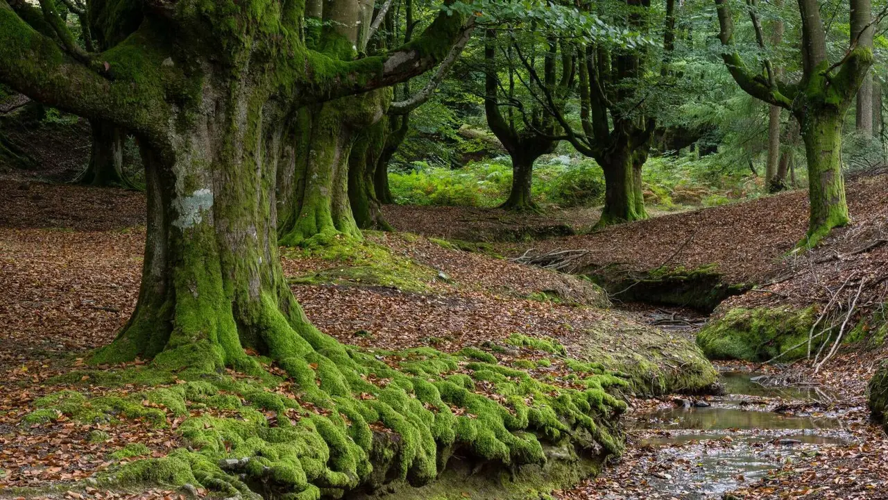 Hayedo de Otzarreta (Vizcaya). | Shutterstock