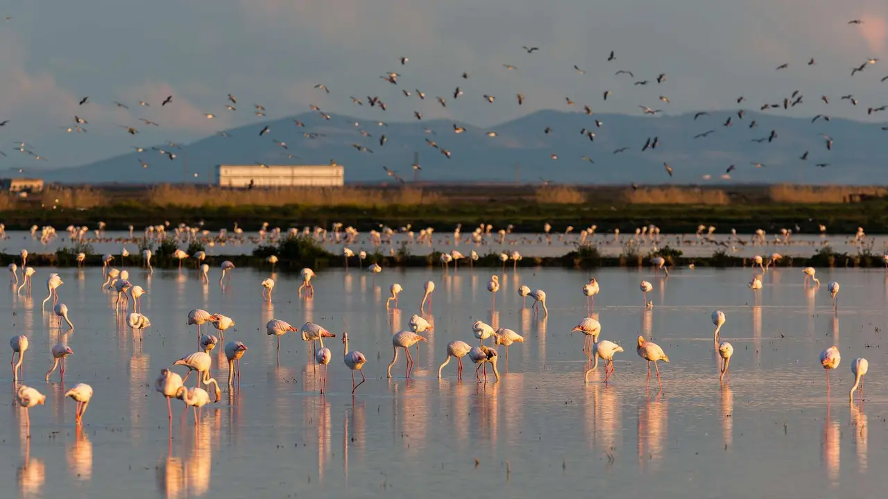 Reserva de la Biosfera de Do&ntilde;ana (Andaluc&iacute;a). | Shutterstock