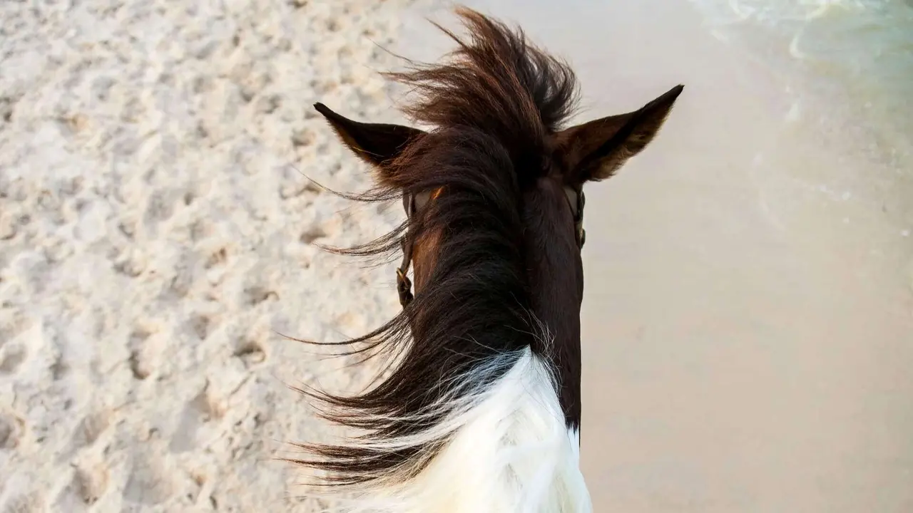 caballo