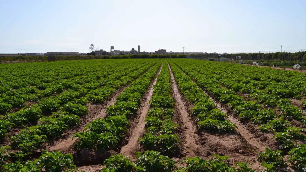 Los campos de la huerta valenciana, con el n&uacute;cleo urbano de Foios al fondo. | Joanbanjo, Wikimedia