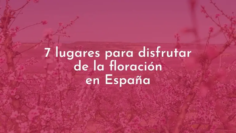 Las flores como disfrute