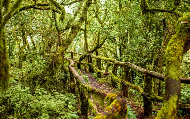 Garajonay en La Gomera