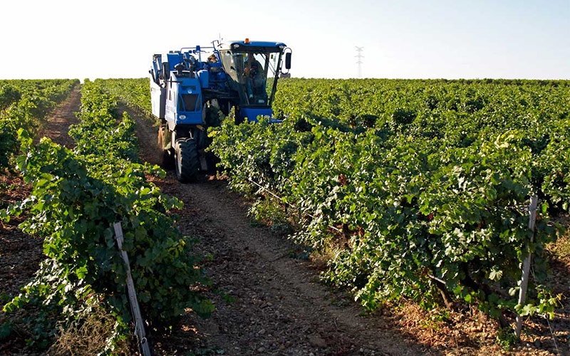 Vinos de Granada