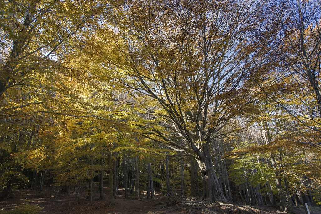 Hayedos españoles para ir en otoño Santa Fe del Montseny