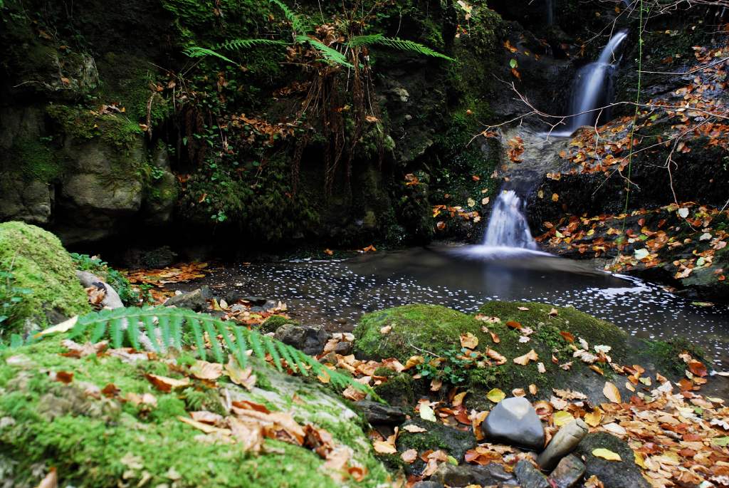 Río en el hayedo de Saja-Besaya