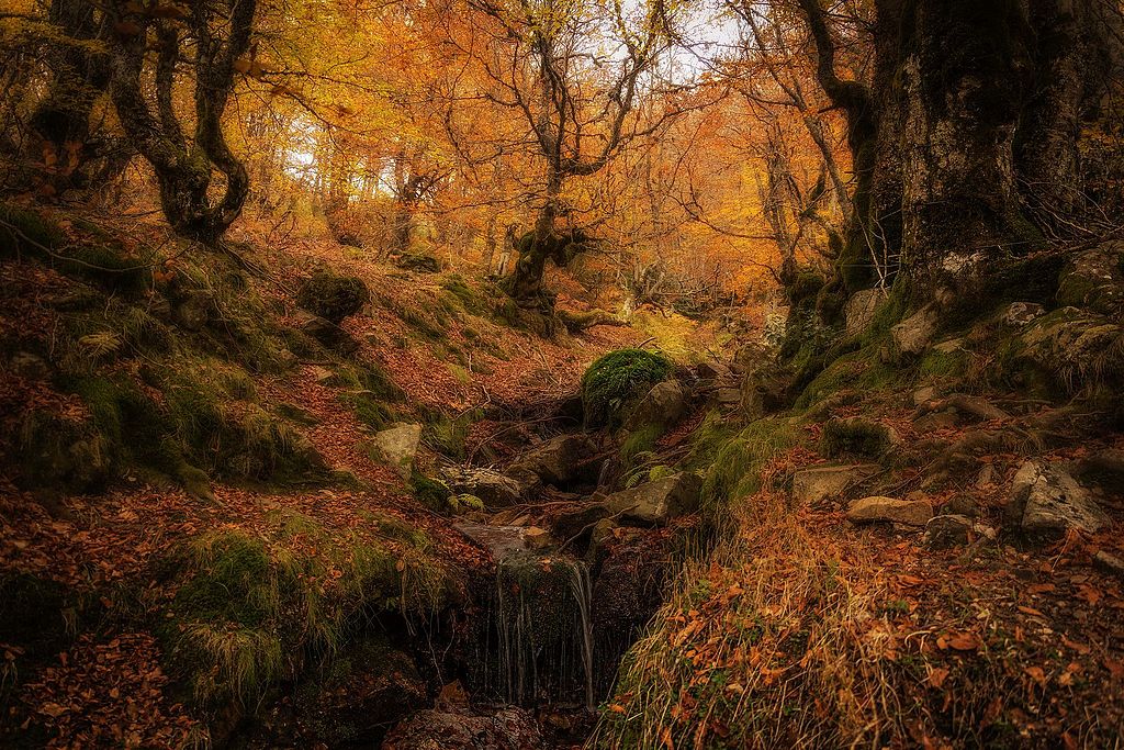 Uno de los hayedos de España que ver en otoño es el hayedo de Pedrosa