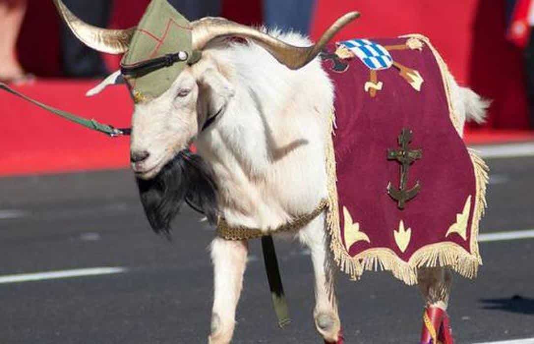 Porque La Legion Lleva Una Cabra
