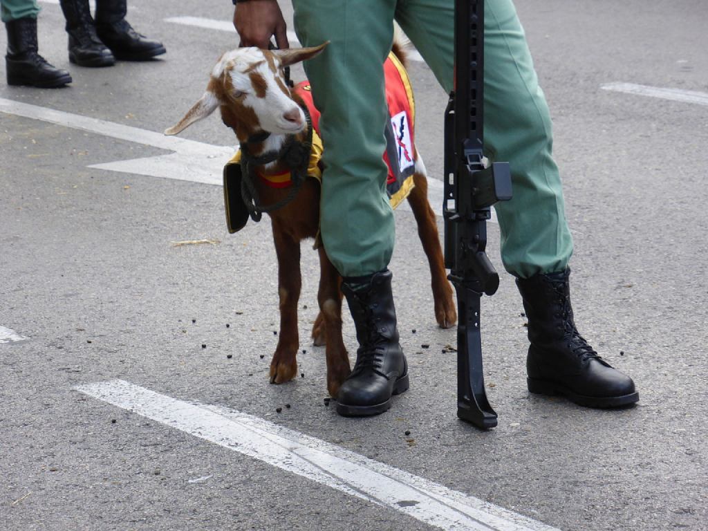 cabra de la Legión en 2015