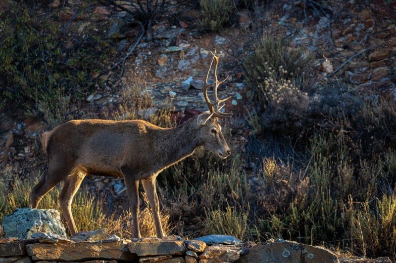 Ciervo en Monfragüe en las escapadas de otoño en España