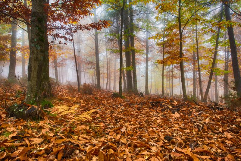 Castañar de El Tiemblo en otoño