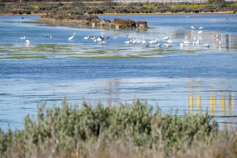 Aves en el entorno puertorrealeño de la Bahía de Cádiz