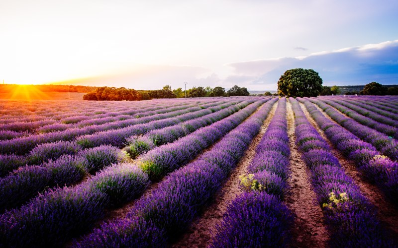 Campos de Lavanda de Brihuega