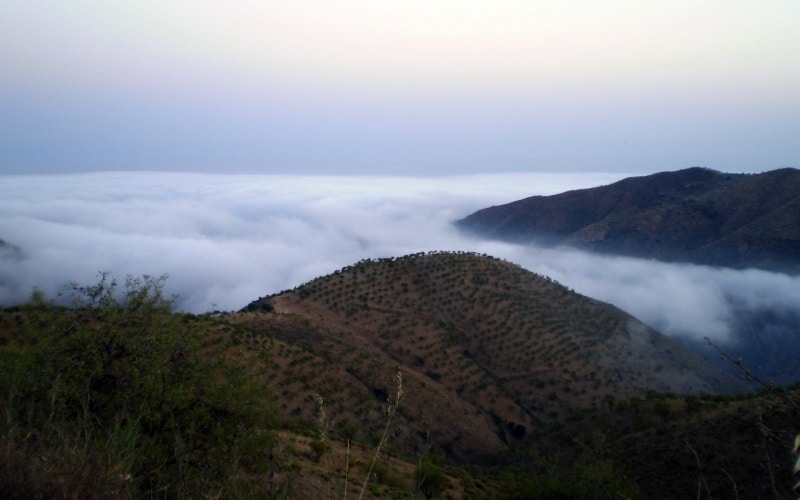 Vista de los viñedos de Sorvilán