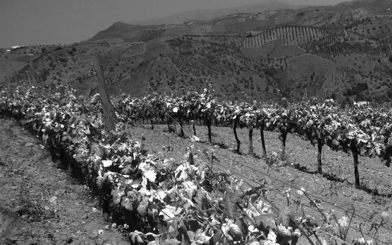 Bodegas La Divisa