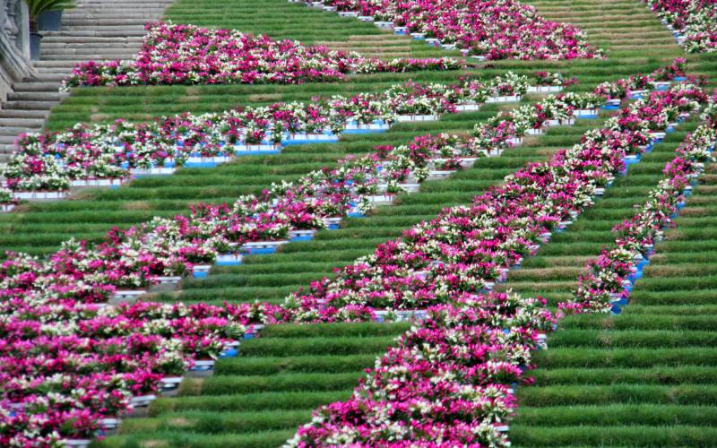 Escalinata de la catedral durante Temp de Flors