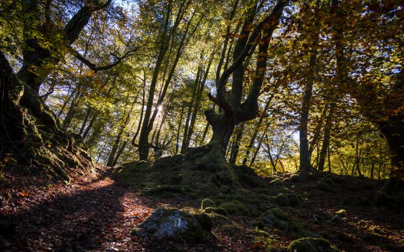 Bosque de Artikutza