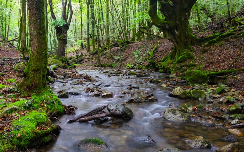 Arroyo en el bosque de Artikutza
