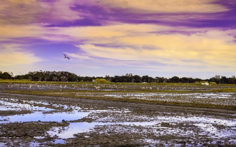 Arrozales de La Albufera